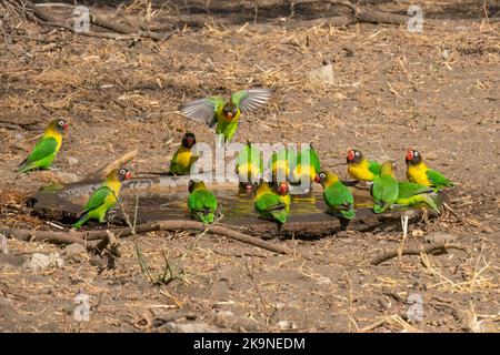 Eine Gruppe von gelben Halsbandvögeln rund um einen Vogelpool in Tansania. Stockfoto