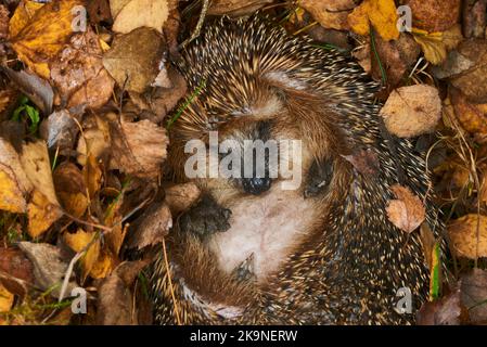 Igel (Wissenschaftlicher Name: Erinaceus Europaeus) wilder, einheimischer europäischer Igel, der in einem natürlichen Waldlebensraum überwintert. Zu einem Ball zusammengerollt Stockfoto