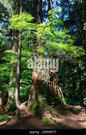 Große Tannen im Stanley Park, Vancouver Stockfoto