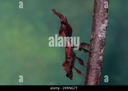 Geistermantis (Phyllocrania paradoxa) Stockfoto