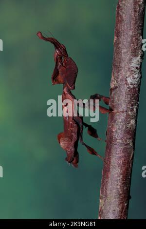 Geistermantis (Phyllocrania paradoxa) Stockfoto