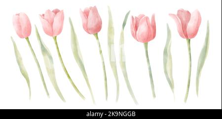 Aquarell rosa Tulpen Set. Handbemalte Illustration von blühenden Sommerblumen. Botanische Zeichnung auf weißem, isoliertem Hintergrund für Clip Art Stockfoto