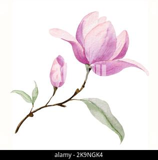 Aquarell rosa Blume auf weißem isolierten Hintergrund. Handbemalter blühender Magnolienzweig mit grünen Blättern. Lila Rose für Ikone oder Einladungen Stockfoto