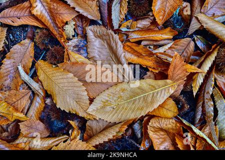 Fallen autumn leaves on the ground Stockfoto