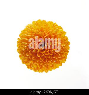 Orange Chrysantheme Blume isoliert auf weißem Hintergrund. Stockfoto
