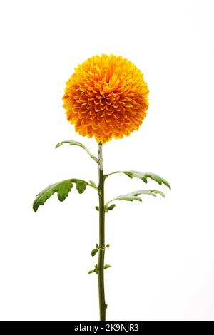 Orange Chrysantheme Blume isoliert auf weißem Hintergrund. Stockfoto