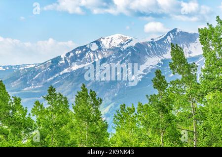 Grüne Espenbäume Baumkronen Wald in sonnigen Crested Butte, Colorado Schneegrass Wanderweg im Sommer mit Schnee Berg im Hintergrund Stockfoto