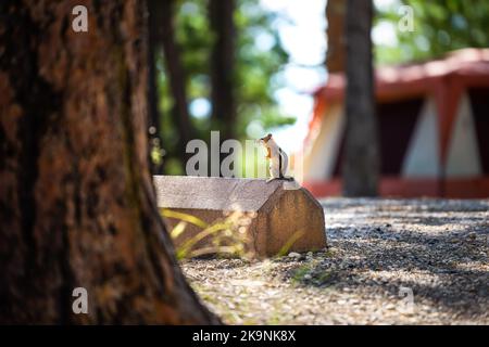 Chippmunk kleines wildes Tier Nagetier im Bryce Canyon National Park, Utah auf Parkplatz mit Camping Zeltplatz Zelt im Hintergrund im Sommer Stockfoto