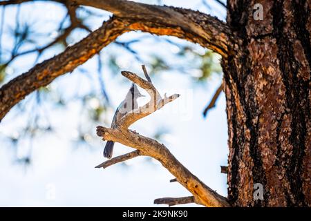 Nahaufnahme des blauen Vogels von Steller's jay, der im Sommer im Wald des Bryce Canyon National Park in Utah auf Kiefern thront Stockfoto