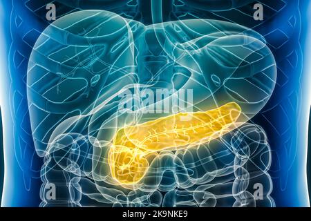 Pankreas mit Pankreasgang. Organ des menschlichen Verdauungssystems 3D Darstellung. Anatomie, Medizin, Biologie, Wissenschaft, Gesundheitskonzepte. Stockfoto