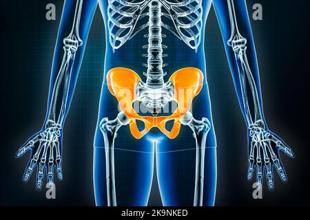 Beckenröntgenaufnahme vorn oder anteriorer Ansicht. Osteologie des menschlichen Skeletts, Beckengürtelknochen 3D Darstellung. Anatomie, Medizin, Wissenschaft, Biolog Stockfoto