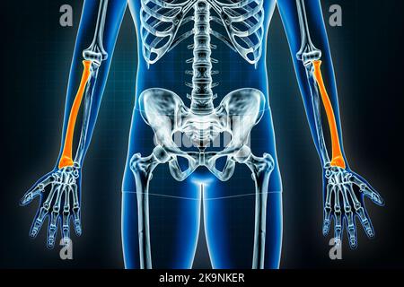 Radiale oder radiale Röntgenaufnahme des Knochens vorne oder anteriorer Ansicht. Osteologie des menschlichen Skeletts, Arm- oder Unterarmknochen 3D Darstellung. Anatomie, medizinisch, Stockfoto