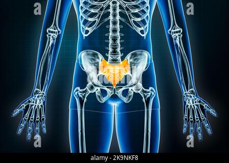 Kreuzbein- und Steißbein-Röntgenaufnahme – Vorderansicht oder Vorderansicht. Osteologie des menschlichen Skeletts, des Beckengürtels oder der Hüftknochen 3D Darstellung. Anatomie, Medica Stockfoto