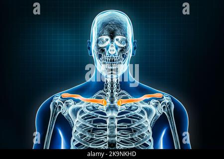 Röntgenaufnahme des Schlüsselbeins oder Halsbeins vorne oder anteriorer Ansicht. Osteologie des menschlichen Skeletts, Knochen der oberen Extremitäten 3D Darstellung. Anatomie, Medizin, s Stockfoto