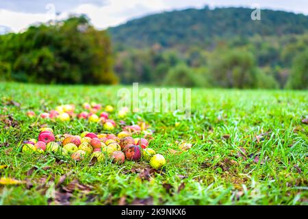 Apfelplantage Bodenansicht von verfaulten gelb roten Obsthaufen Ernte auf grünem Gras im Herbst Bauernhof Landschaft Garten Bäume in Virginia Stockfoto