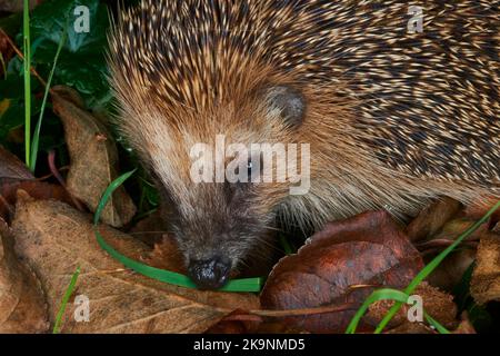 Igel im Gras aus der Nähe blickt in den Rahmen. Tiere in freier Wildbahn. Tiere im Wald. Igelporträt mit Nadeln. Kleine Säugetiere. Niedlicher Hedgh Stockfoto