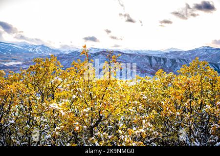Aspen, Colorado Mountains im Roaring Fork Valley, Hochwinkelansicht des Herbstes oder Winters mit schneebedecktem Eichenlaub, gelb-goldenen Blättern Stockfoto