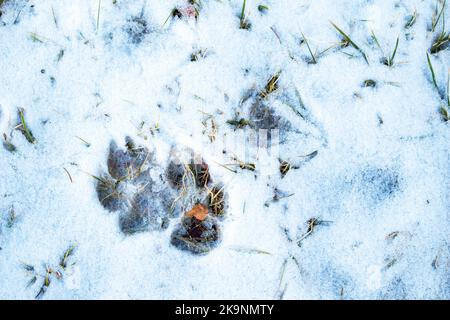 Hundespuren auf Neuschnee. Fußspuren im Schnee Stockfoto