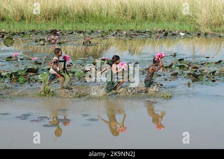 Sylhet, Sylhet, Bangladesch. 28. Oktober 2022. Kinder sammeln Rote Seerosen Blumen vom nächsten See für den Verkauf an Touristen in Jaintapur Yeambill Haor von Sylhet, Bangladesch. Yeambill Haor ist als das Königreich der roten Seerose für Reisende bekannt. (Bild: © MD Akbar Ali/ZUMA Press Wire) Stockfoto