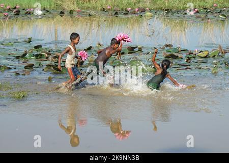 Sylhet, Sylhet, Bangladesch. 28. Oktober 2022. Kinder sammeln Rote Seerosen Blumen vom nächsten See für den Verkauf an Touristen in Jaintapur Yeambill Haor von Sylhet, Bangladesch. Yeambill Haor ist als das Königreich der roten Seerose für Reisende bekannt. (Bild: © MD Akbar Ali/ZUMA Press Wire) Stockfoto