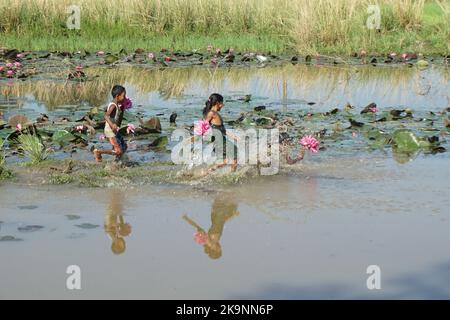 Sylhet, Sylhet, Bangladesch. 28. Oktober 2022. Kinder sammeln Rote Seerosen Blumen vom nächsten See für den Verkauf an Touristen in Jaintapur Yeambill Haor von Sylhet, Bangladesch. Yeambill Haor ist als das Königreich der roten Seerose für Reisende bekannt. (Bild: © MD Akbar Ali/ZUMA Press Wire) Stockfoto