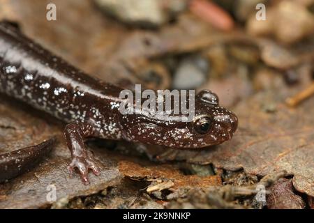 Nahaufnahme der schwarzen Form des westlichen, rot hinterrückten Salamanders, Plethodon Vehiculum, der auf der Straße im Staat Washington sitzt Stockfoto