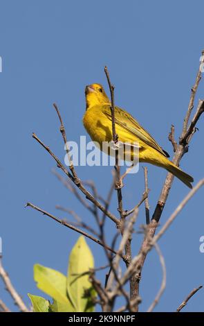 Safranfinch (Sicalis flaveola) erwachsenes Männchen, das in der Baumspitze von Cuiaba, Brasilien, thront. Juli Stockfoto