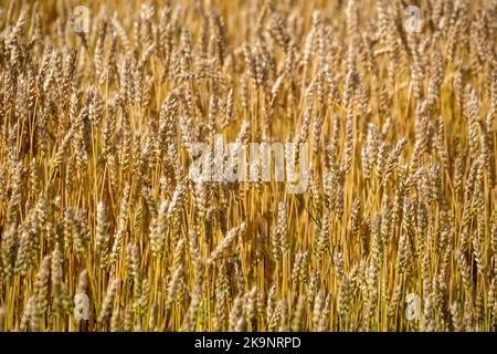 Weizenspikelets im landwirtschaftlichen Bereich Stockfoto