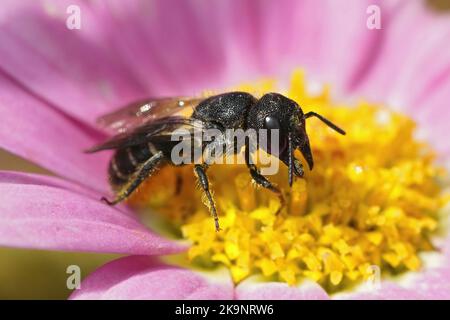 Nahaufnahme einer kleinen großköpfigen Panzerharzbiene, Heriades truncorum, auf einer rosa Cosmos-Blume im Garten Stockfoto