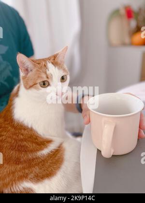 Tisch mit einer Tasse Heißgetränk und Katze in der Nähe. Entzückendes ginger-weißes Kätzchen, das auf den Knien des Mannes sitzt, während es in einer Küche Tee trinkt. Hochwertige vertikale Fotos Stockfoto