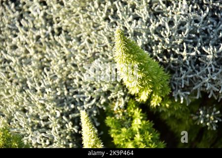 Grüne, helle, frische, spiky Pflanze hebt sich vor dem natürlichen Hintergrund hervor Stockfoto