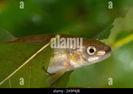 Eurasischer Zwerchfisch (Phoxinus phoxinus). Stockfoto