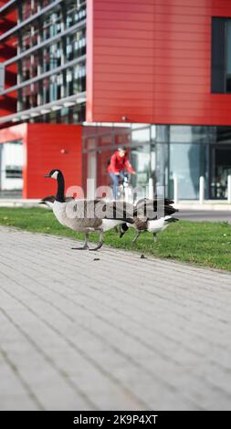 Enten an der University of Warwick Stockfoto