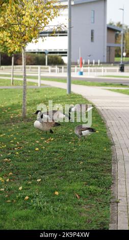 Enten an der University of Warwick Stockfoto