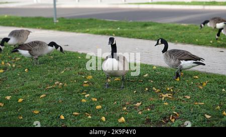 Enten an der University of Warwick Stockfoto