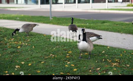 Enten an der University of Warwick Stockfoto