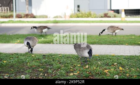 Enten an der University of Warwick Stockfoto