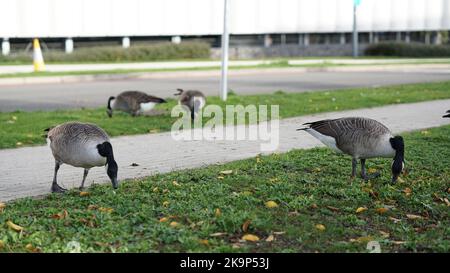 Enten an der University of Warwick Stockfoto