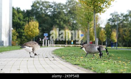 Enten an der University of Warwick Stockfoto