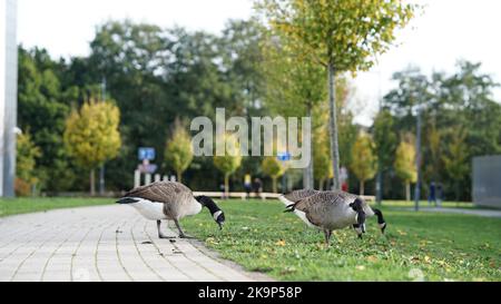 Enten an der University of Warwick Stockfoto