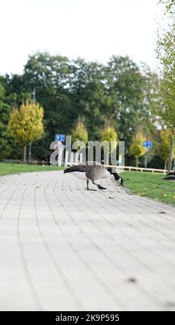 Enten an der University of Warwick Stockfoto