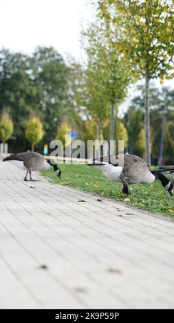 Enten an der University of Warwick Stockfoto