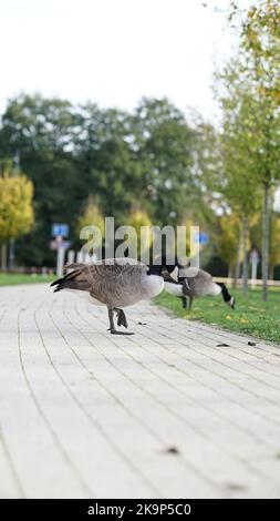 Enten an der University of Warwick Stockfoto