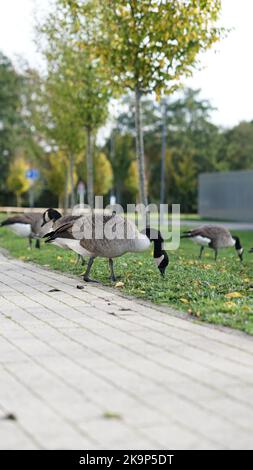 Enten an der University of Warwick Stockfoto