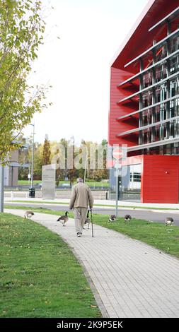 Enten an der University of Warwick Stockfoto