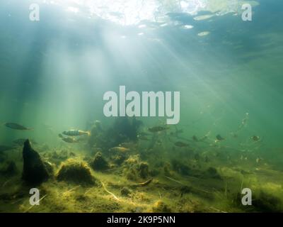 Unterwasserbäume und Barsch schwimmen am See mit Sonnenstrahlen Stockfoto