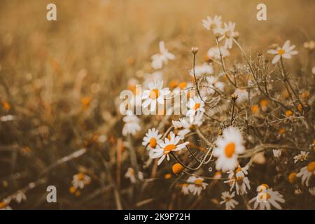 Schöne weiße Gänseblümchen, die mit Tau bedeckt sind, blühen an einem Sommermorgen auf einem Feld zwischen dem Gras. Die Schönheit der Wildnis. Stockfoto