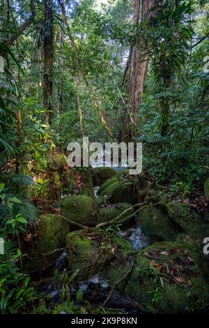 Ein kleiner Bach, der durch moosbedeckte Felsen im tropischen Regenwald des Amazonas fließt. Amazonas, Brasilien