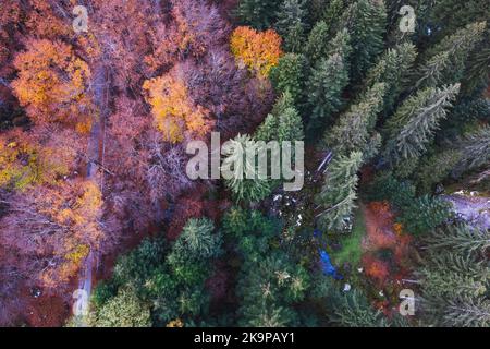 Luftaufnahme des Waldes in herbstlicher Kleidung in Bagni di Masino, Valtellina, Italien Stockfoto