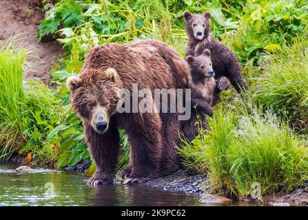 Weibchen (Sow) Braunbär (Ursus arctos mitdendorffi), mit Jungen; Frazer Lake; Kodiak Island National Wildlife Refuge; Kodiak Island; Alaska Stockfoto